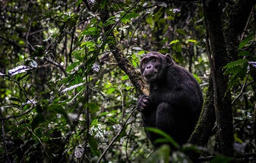 Chimpanzee Trekking & Habituation Experience