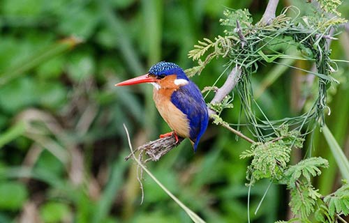 Bird Watching in Uganda