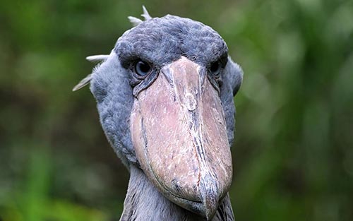 Birding In Uganda Safari