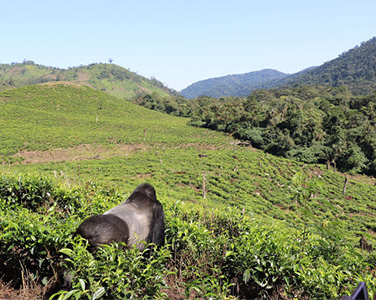 gorilla trekking in bwindi impenetrable forest