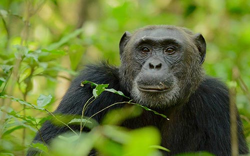 Chimpanzee Trekking Uganda Tour