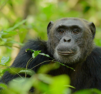 Chimpanzee Trekking in Uganda