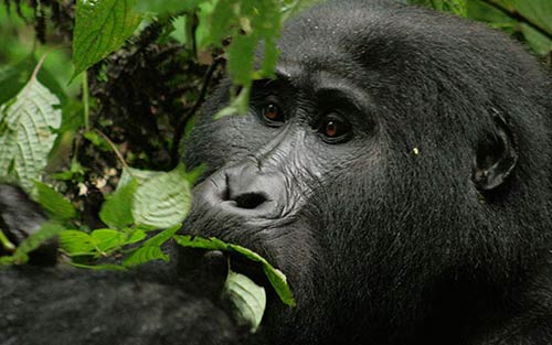 Gorilla Safari Uganda Luxury Holiday