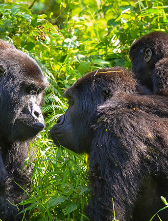 gorilla-trekking-uganda