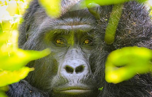 Gorilla Trekking & Habituation