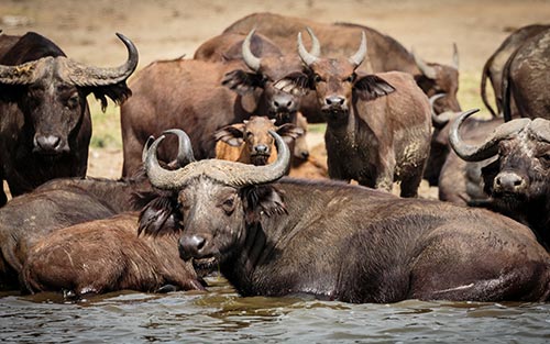 Queen Elizabeth National Park Safari