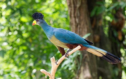 Uganda Bird Watching Tour - 18 Days ~ Naturetrack Expeditions
