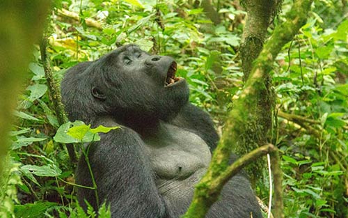 Uganda Gorillas, Chimpanzee & Wild Adventure Safari