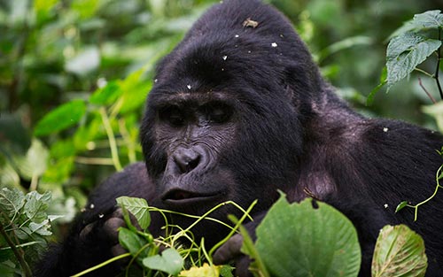 Uganda Primates Jungle Safari