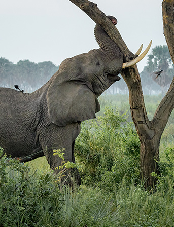 Uganda Savannah Game Drives