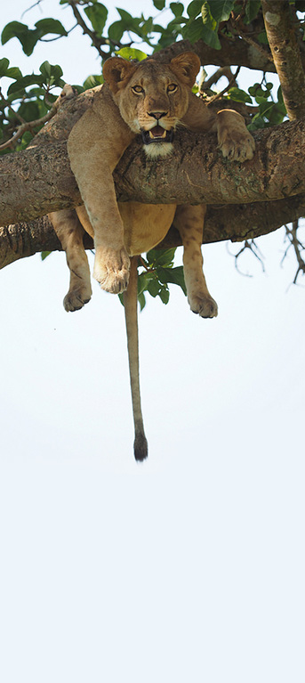 Uganda Ishasha tree climbing lions